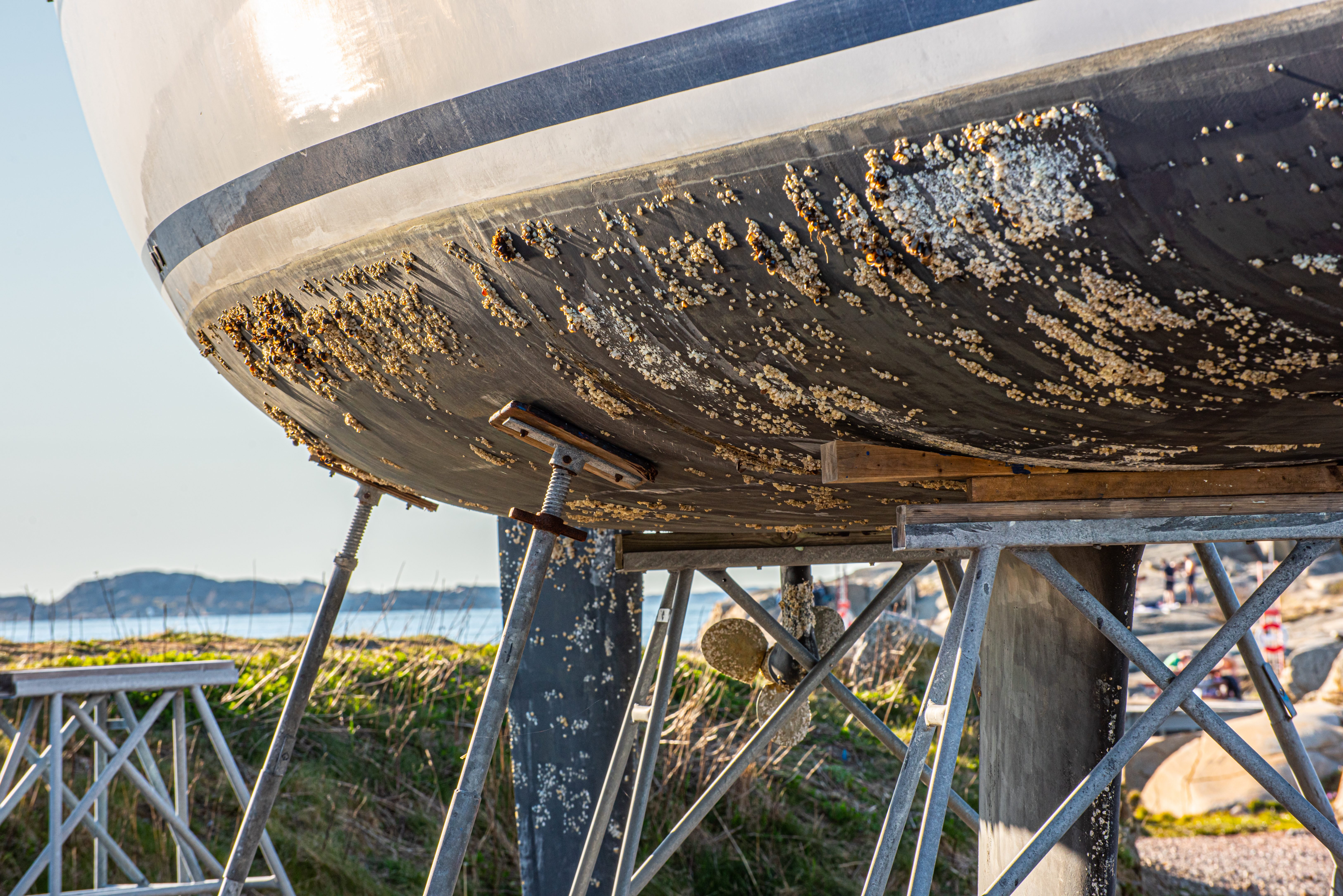 Le biofouling, un point d’attention pour les bateaux de plaisance